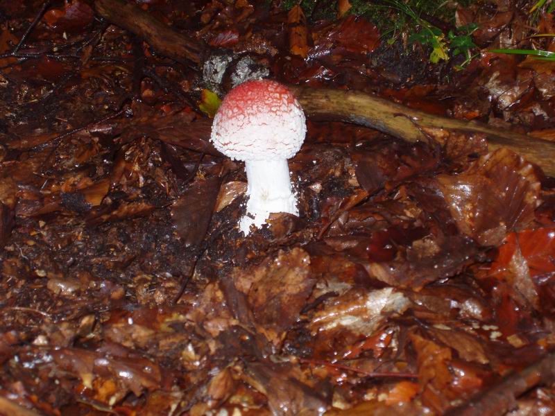 Val d''Aveto (Ligura)